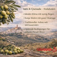 5L Olivenöl aus Spanien, Picual Oliven,Extra Nativ, Olivar de Quesada