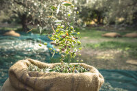 750ml Premium Olivenöl Agoureleo aus früher Ernte von Elasion